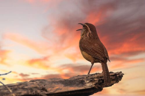 bird singing on a rock