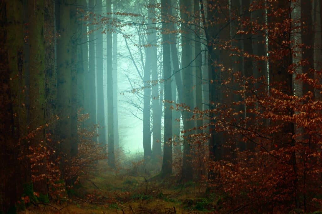 evil forebodings in a dark forest