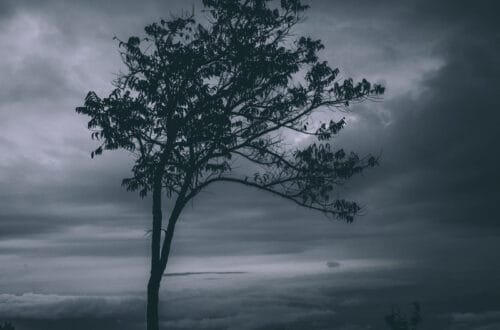 tree in a storm test of faith