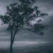 tree in a storm test of faith
