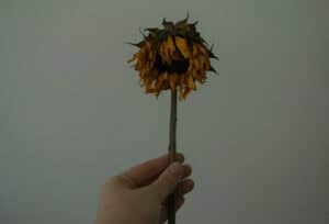 a hand holding a dead flower