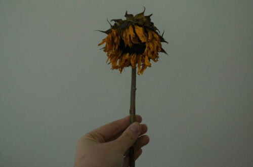 a hand holding a dead flower