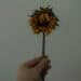 a hand holding a dead flower